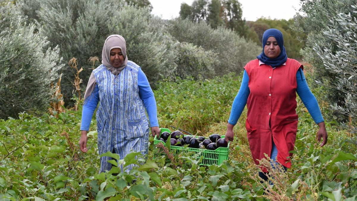 الزراعات البيولوجية والعضوية تشهد ازدهارا في المغرب العربي