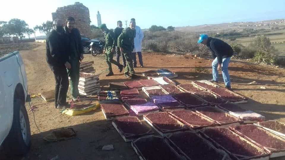 الجيش المغربي يحبط محاولة تهريب طائر الحسون نحو الجزائر