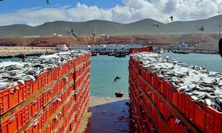 20 مليارا قيمة الأسماك التي أُفرغت في ميناء سيدي إفني وحده خلال 11 شهرا.. مسؤول بمكتب الصيد: "رقم قياسي"