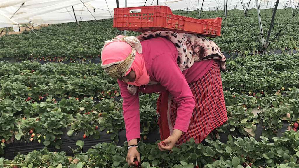 830 عاملة مغربية وصلن هذا الأسبوع إلى إسبانيا للعمل في حقولها بعد تأخير جراء تفشي كوفيد