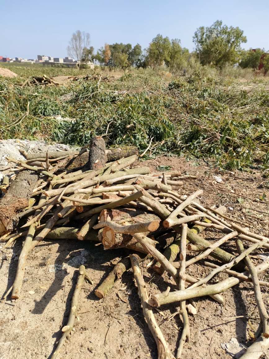 إبادة غابة من أشجار الكليبتوس بأسفي تستفز الجمعيات البيئية