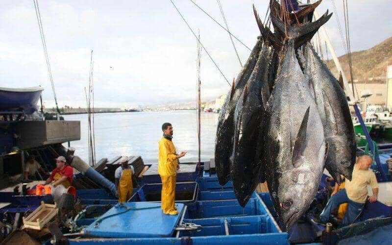 أخنوش: 95 % من الأسماك يجري اصطيادها في المغرب "تحت المراقبة"... والحكومة "تحارب الصيد الجائر"