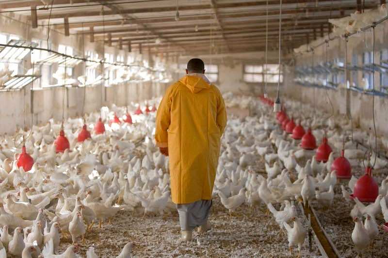 تقرير رسمي: 20 % فقط من لحوم الدواجن تخضع للمعايير الصحية بالمغرب