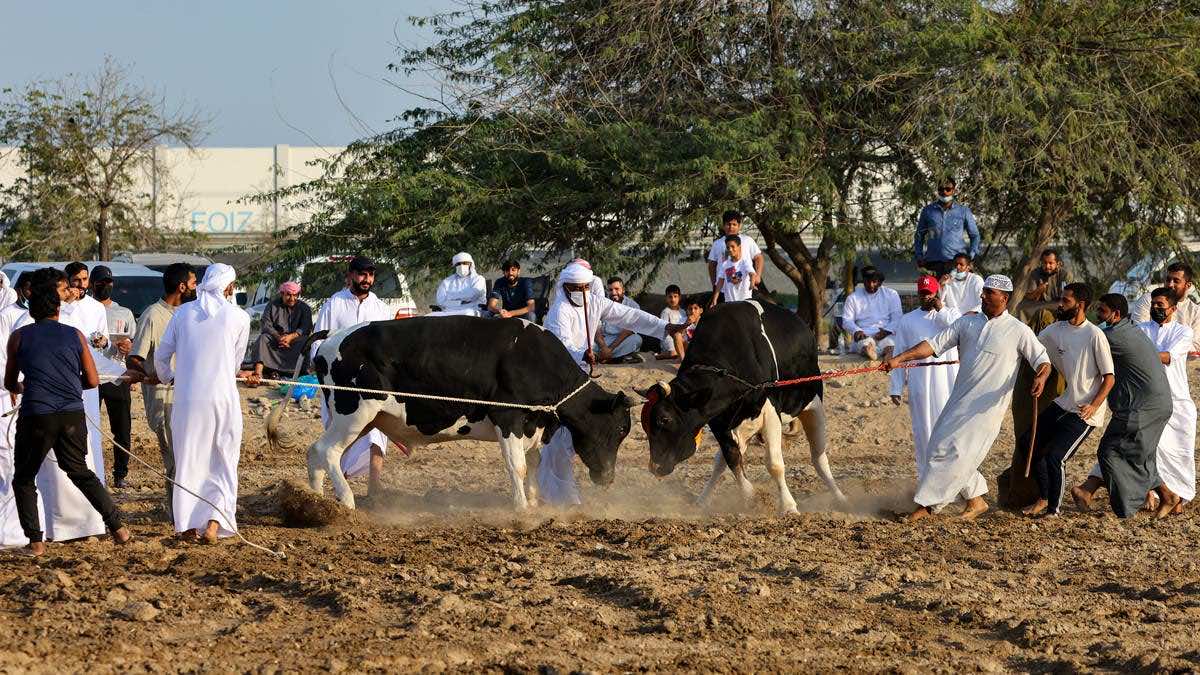 قرية بالفجيرة تحافظ على تقليد مصارعة الثيران في الإمارات