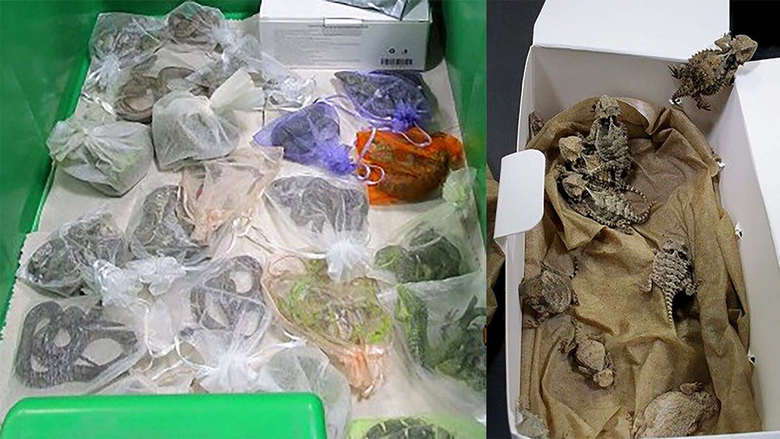 الجمارك الأميركية تقبض على مهرب خبأ ثعابين وسحالي في بنطاله