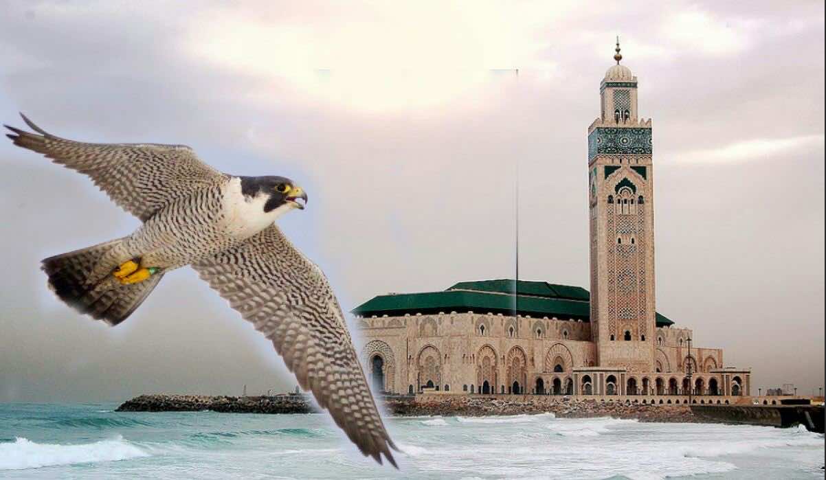 إدارة مسجد الحسن الثاني تستعين بصقور "الشاهين" للقضاء على الحمام المتكاثر بالموقع