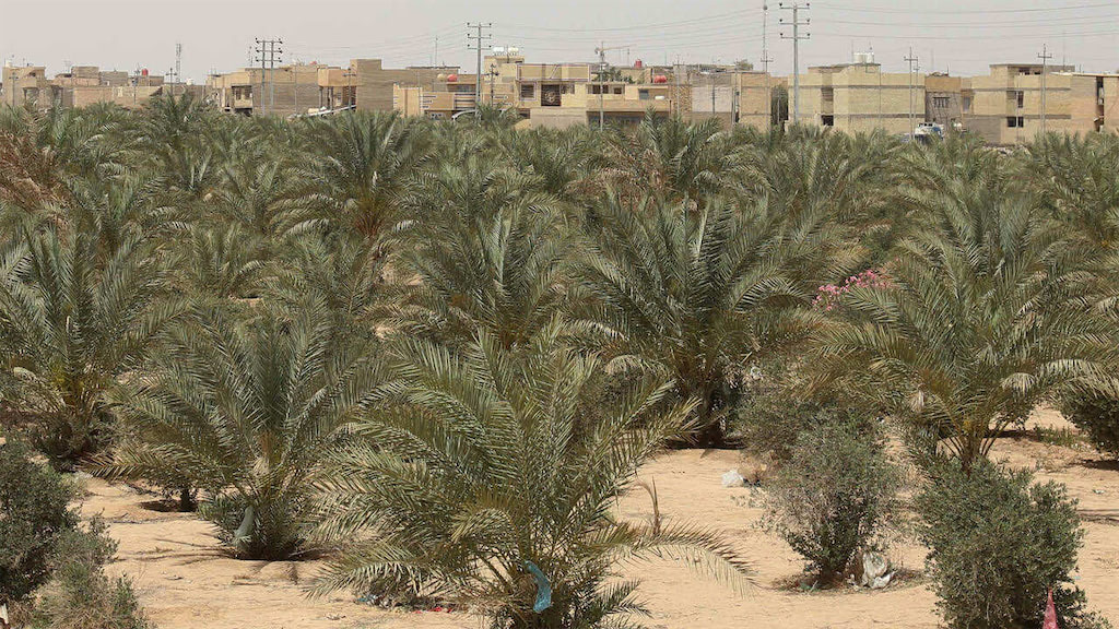 "الحزام الأخضر" حول كربلاء يدفع فاتورة الإهمال والجفاف