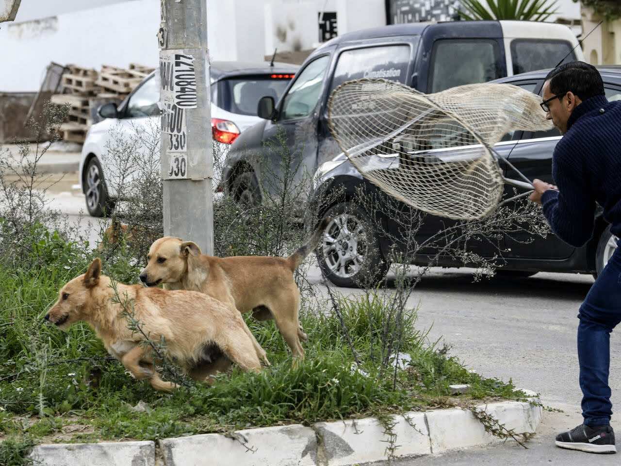 مطالب برلمانية بمحاربة الكلاب الضالة