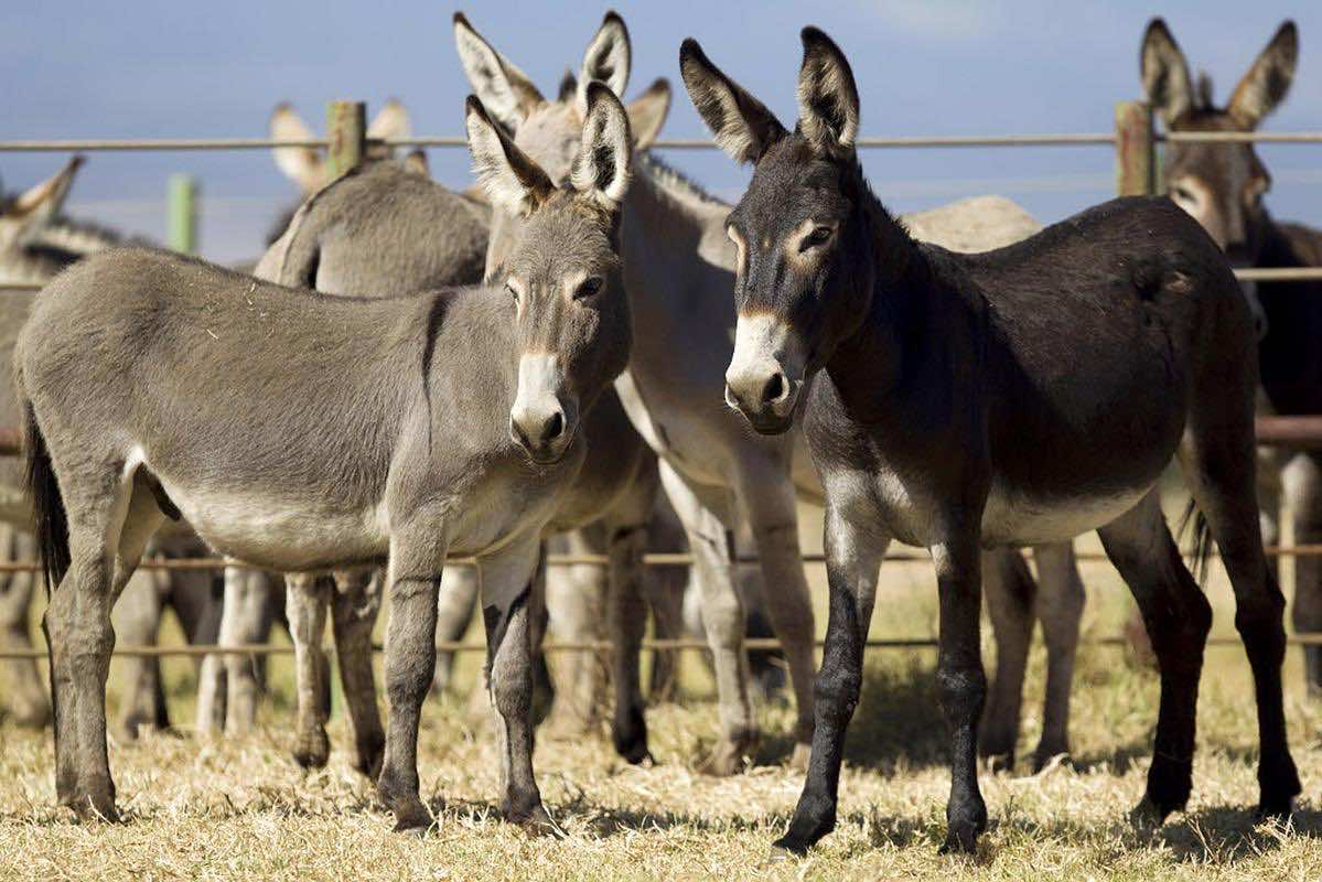 مزاد علني لبيع 17 حمـاراً في جماعة مير اللفت