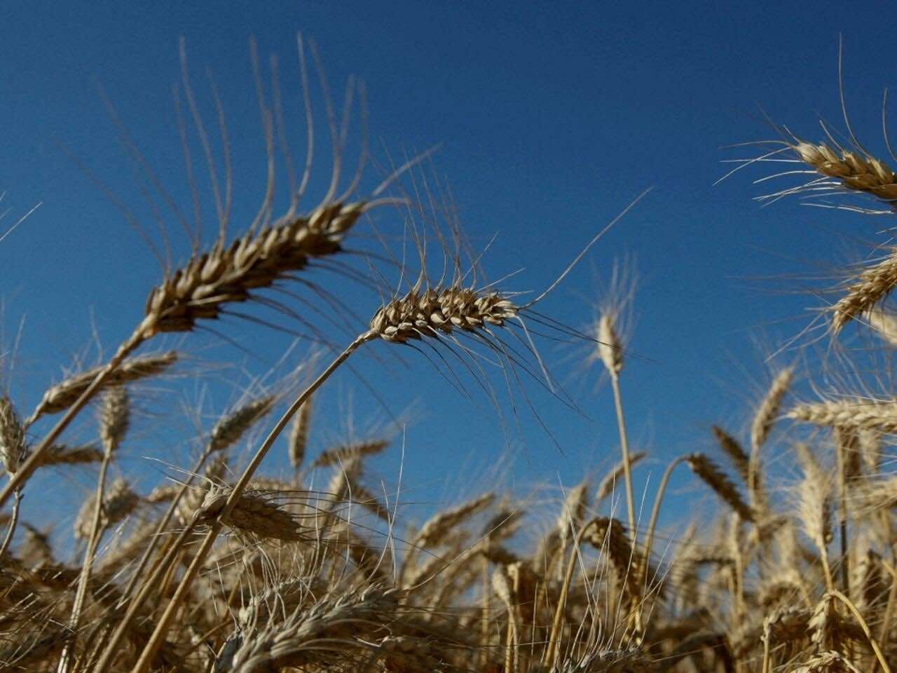11 دولة بينها الجزائر معرضة لاحتمال كبير بنشوب صراعات اجتماعية بسبب أزمة الغذاء (دراسة)