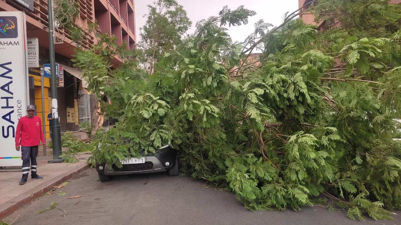 رياح عاصفية تؤدي إلى سقوط أشجار على سيارات في مراكش