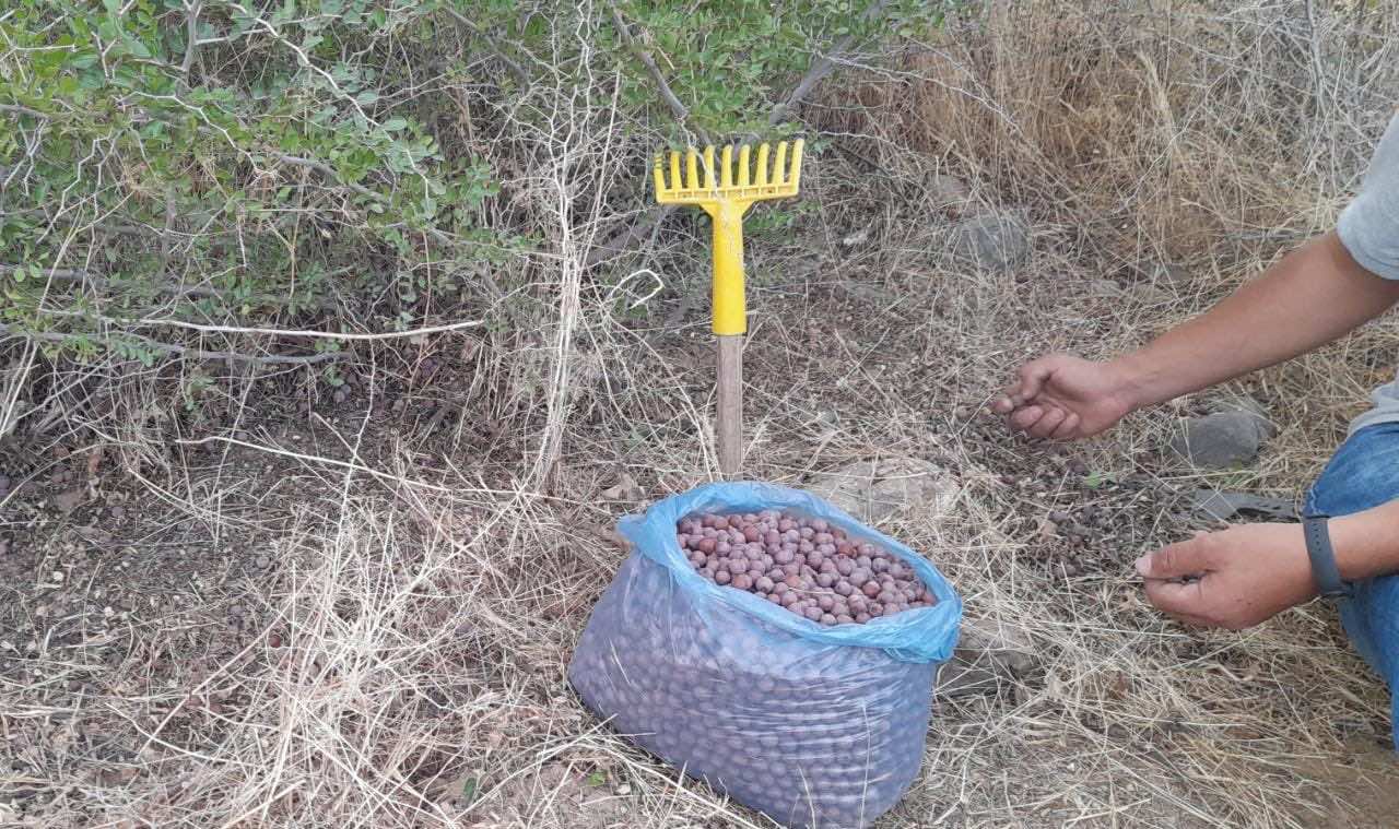 تجارة النبْكْ... مواطنون يبحثون عن رزقهم وسط الأشواك