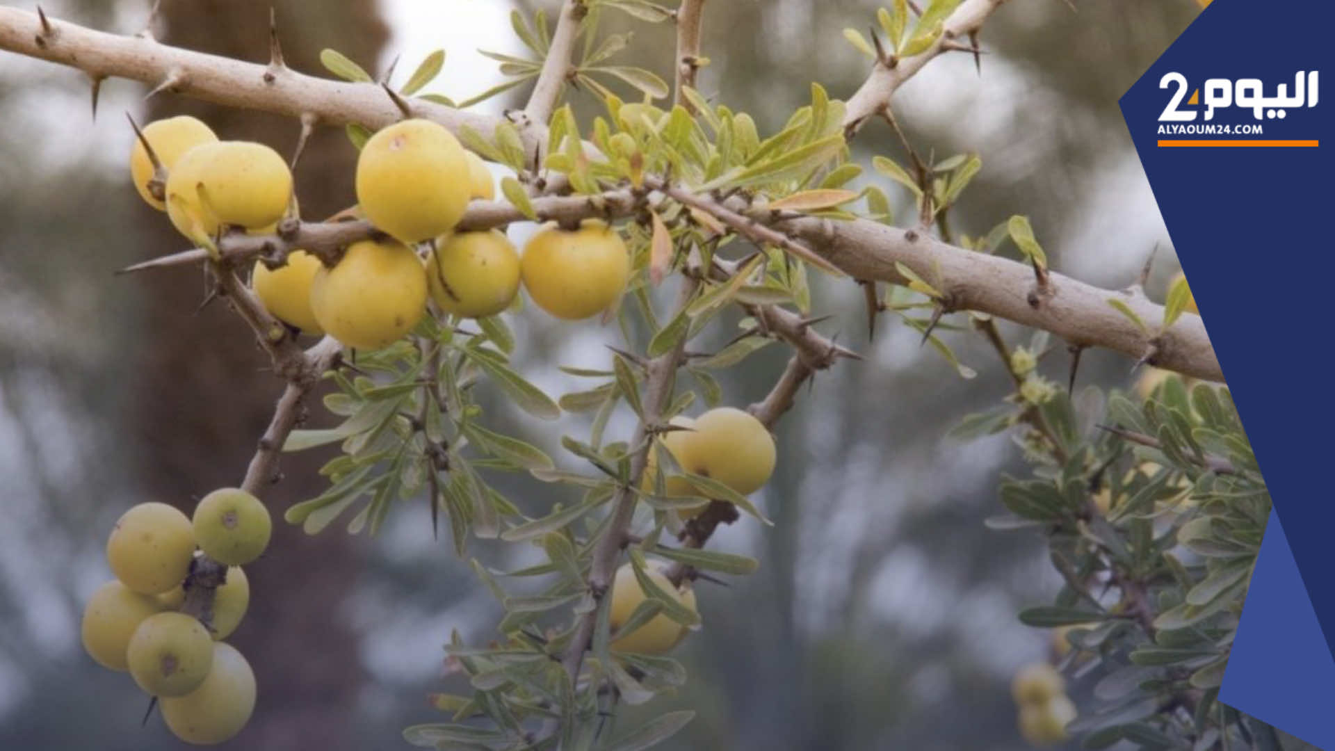 المياه والغـابات بكلميم تواجه شبح اجتـثـاث غابات الأركـان بغرس أزيد من 1500 هكتار سنوياً (فيديو)