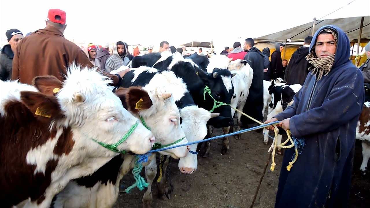 منع بيع إناث الأبقار يثير جدلا بالبرلمان.. ووزير الفلاحة: مايمكنش ناكلو رأس المال