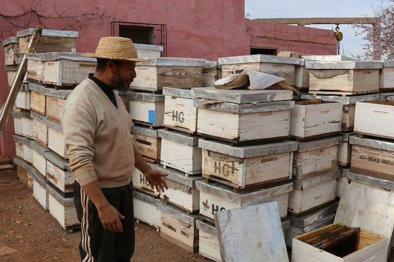 وزير الفلاحة ينفي منع دول أوروبية لدواء توزعه وزارته لعلاج تدهور خلايا النحل بالمغرب