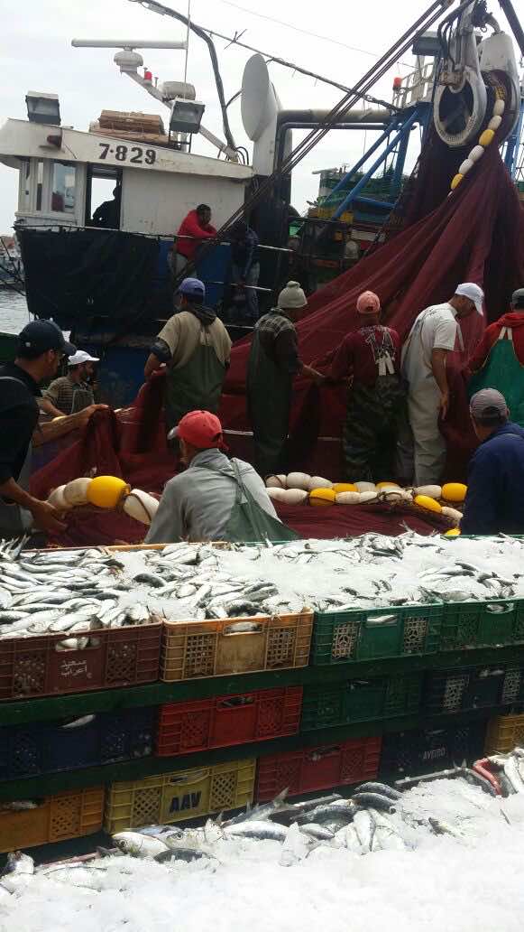 الصيد البحري: ارتفاع في الكميات المفرغة بنسبة 9% حتى متم مارس الماضي