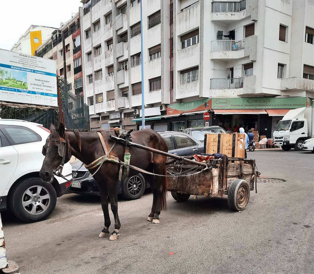اجتماع حاسم بين جماعة البيضاء وأصحاب العربات المجرورة قبل حظر تجولها في الشوارع
