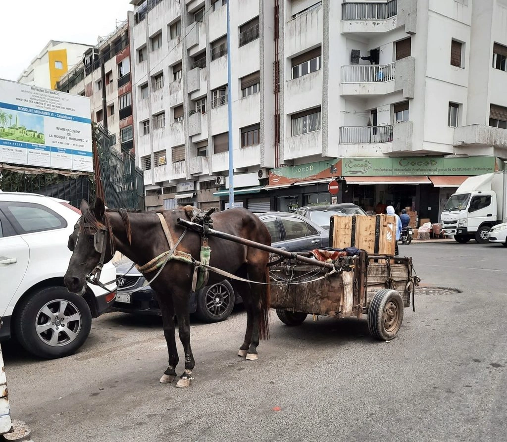 سلطات البيضاء في تحد لتنفيذ منع جولان العربات المجرورة نهاية يناير