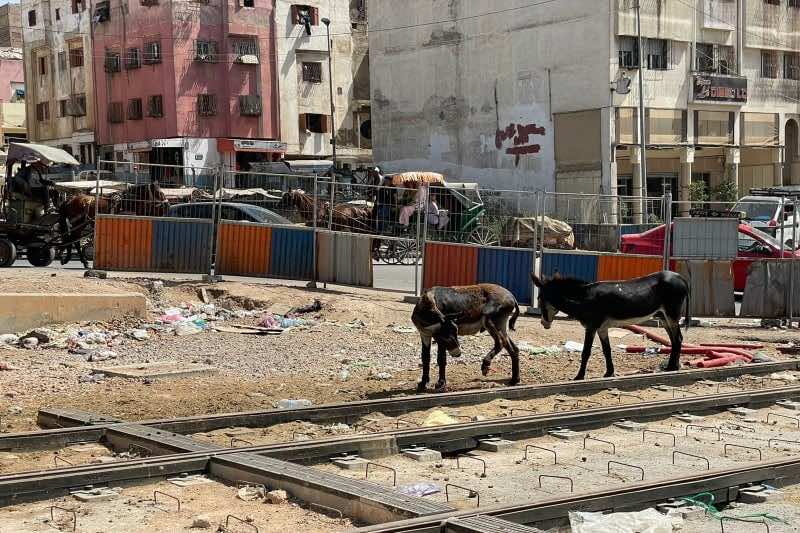 4 آلاف من الماشية والخيول والحمير  تتجول في شوارع الدار البيضاء وفق معطيات رسمية