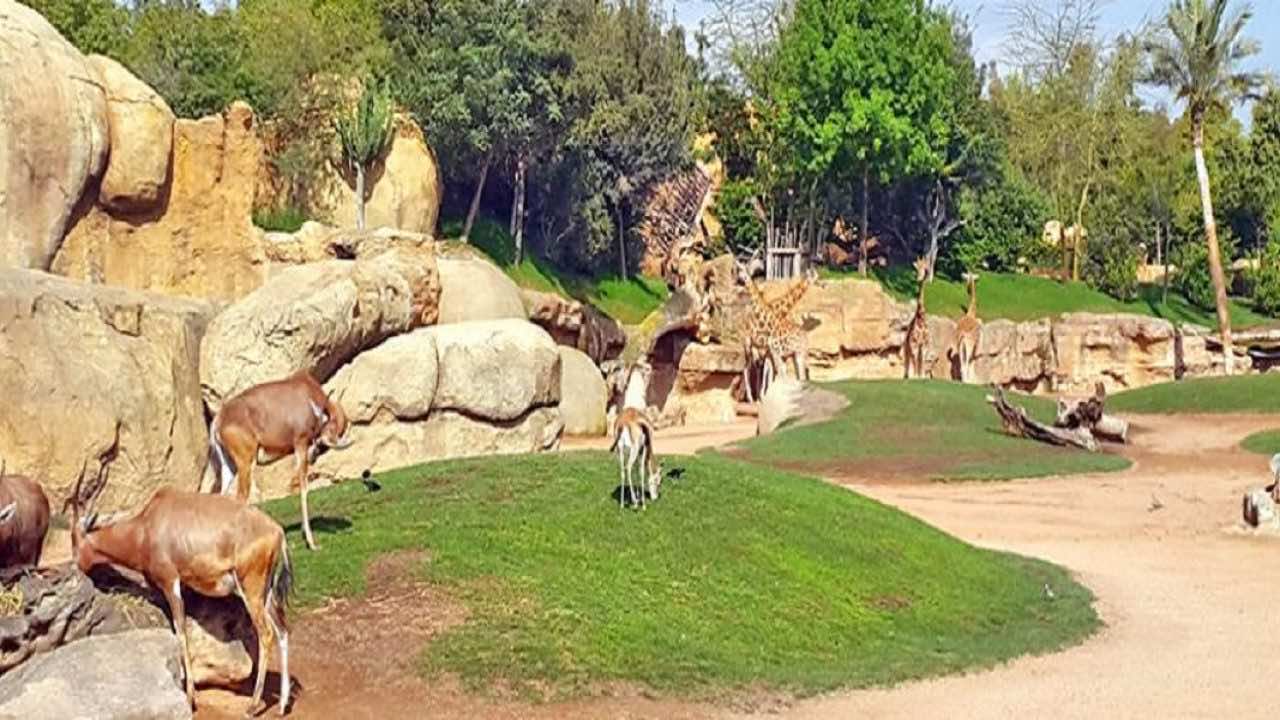جماعة الدار البيضاء تحدد تسعيرة دخول حديقة عين السبع للحيوانات في 50 درهما