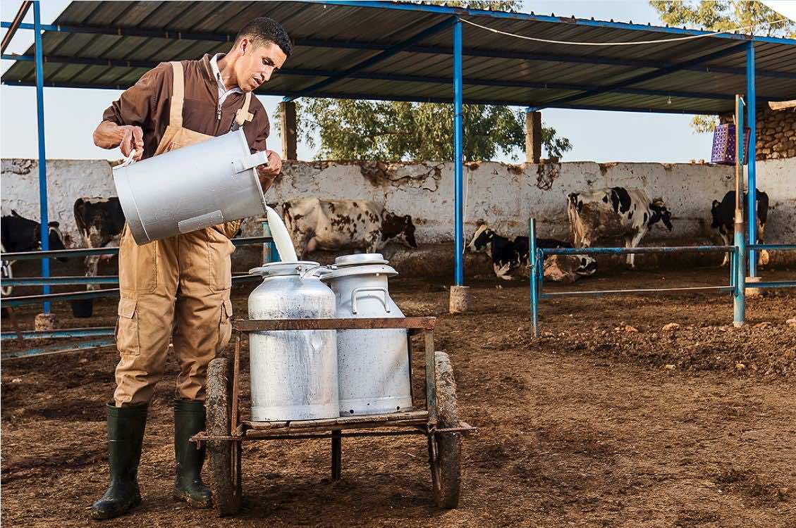 466 مركزا لجمع الحليب حاصل على الترخيص... ووزير الفلاحة يتوعد المتلاعبين