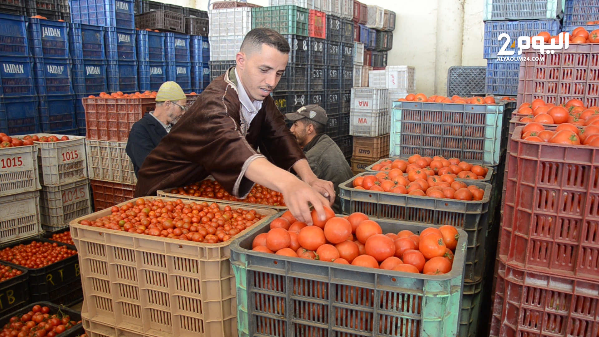 الطماطم تباع للمواطنين بثلاثة إلى أربعة دراهم للكيلوغرام بينما تخرج من أسواق الجملة بدرهم واحد (+فيديو)