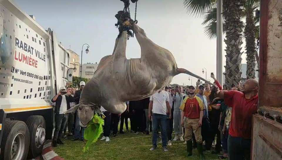 ذبح العجلين البرازيليين الذين فرا من المجزرة وأحدثا ارتباكا بشوارع الرباط