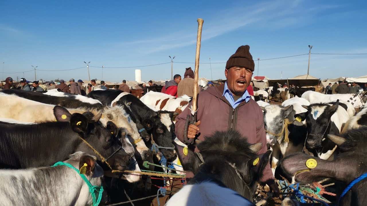 صغار مربي الماشية يشتكون الإقصاء من الدعم الحكومي الخاص بإنتاج الحليب