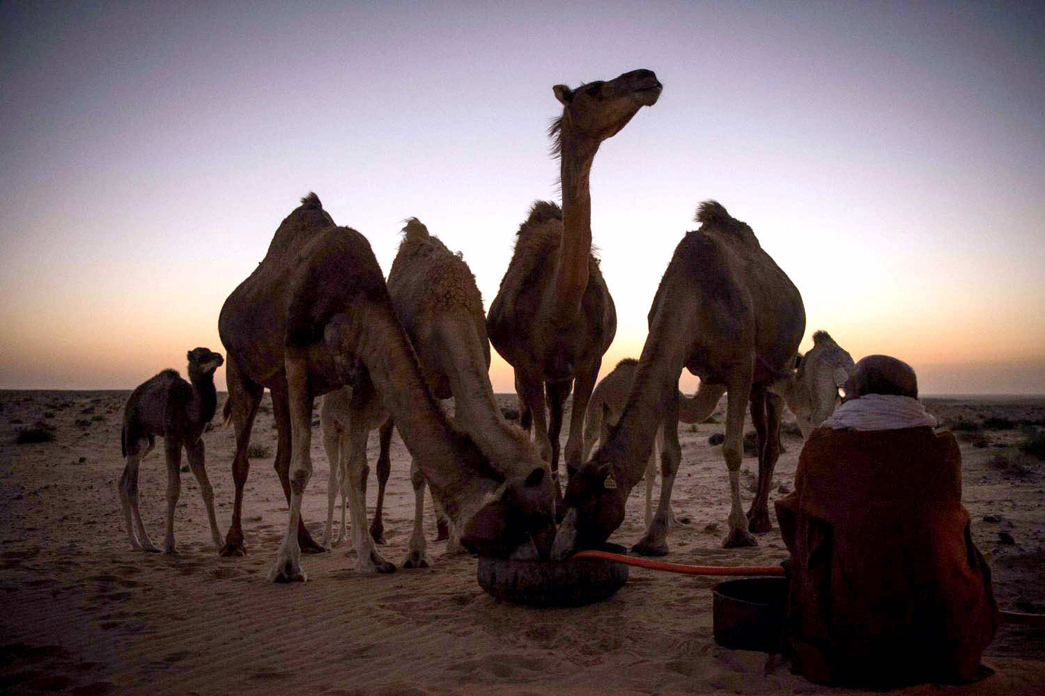 وزارة الفلاحة تأمل زيادة عدد الإبل إلى 350 ألف لتعزيز عرض اللحوم في الأسواق