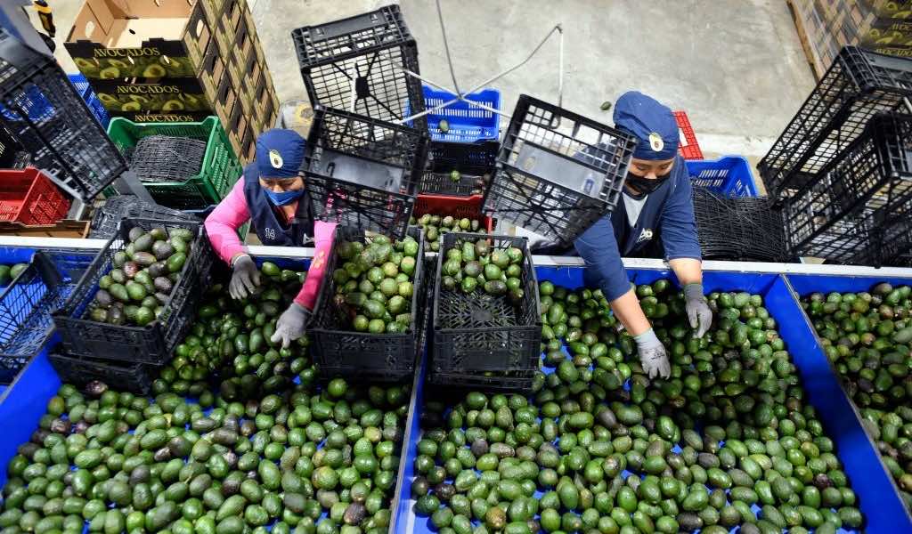 خبراء ينتقدون "سيطرة الشركات الإسرائيلية" على وسائل الإنتاج الفلاحي بالمغرب