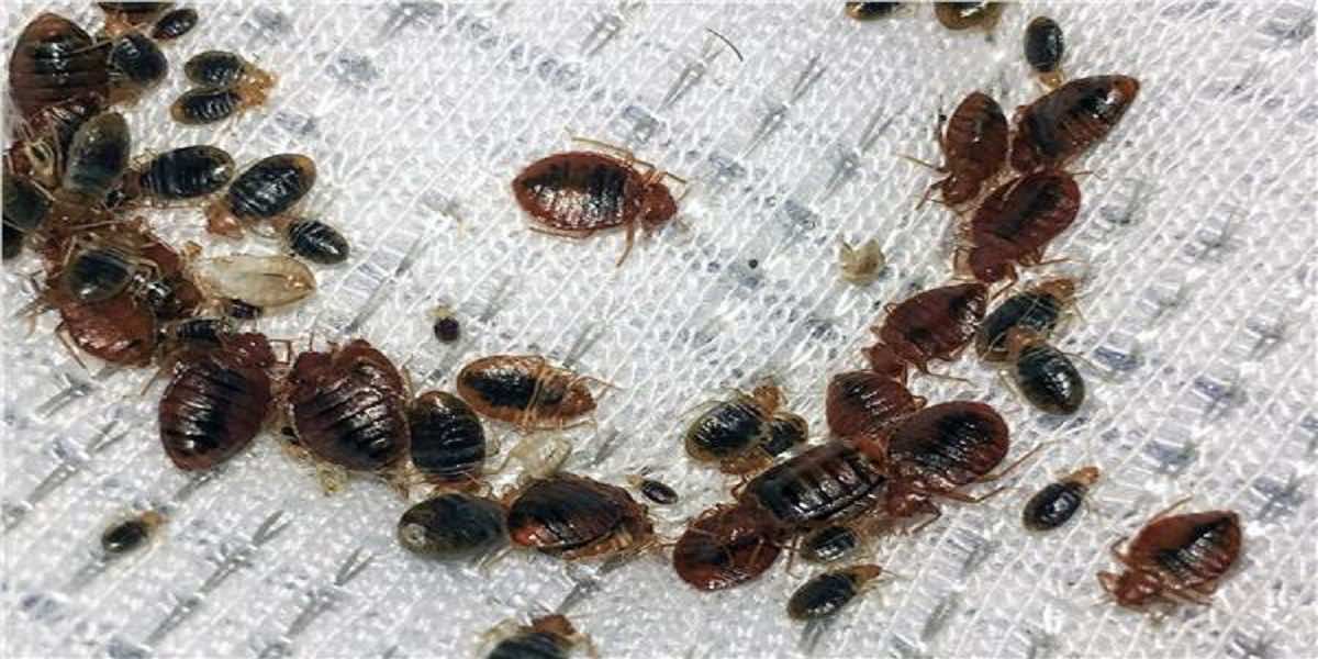 السلطات الصحية تتعقب بق الفراش في 27 باخرة عرض البحر لمنع تسربه للمغرب
