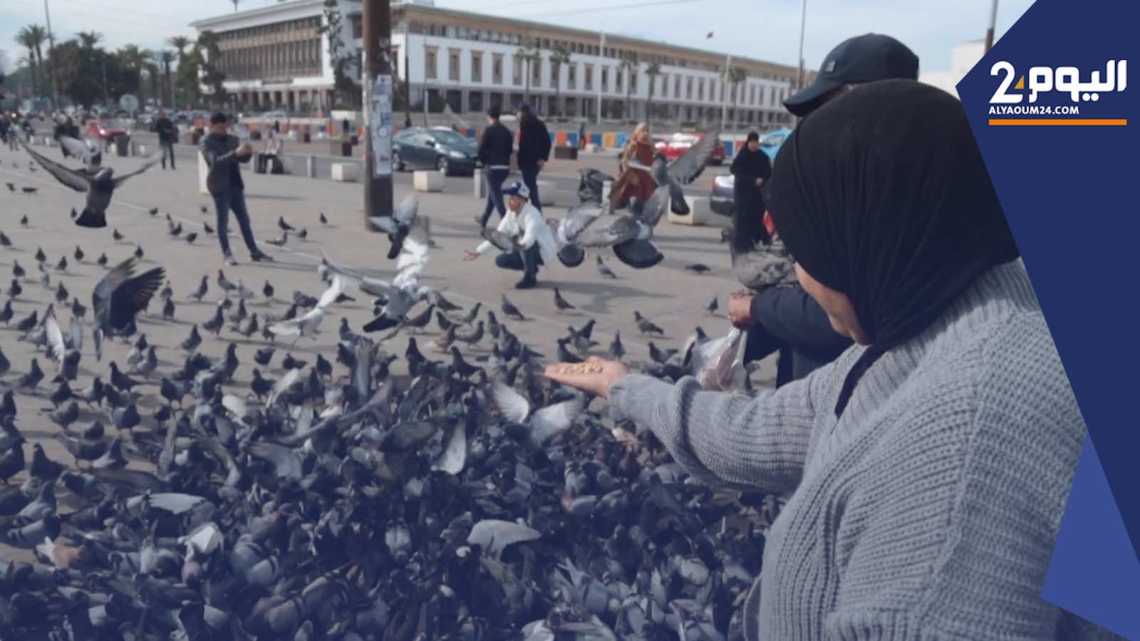 منع إطعام الطيور بساحة "الحمام" بالدار البيضاء يغضب باعة الحبوب للسياح والزوار