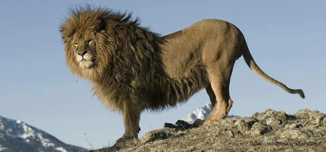 وكالة المياه والغابات تكشف حقيقة هجوم "أسد الأطلس" على السكان