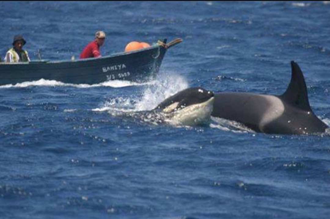 حيتان قاتلة تغرق مركبا قبالة ساحل طنجة