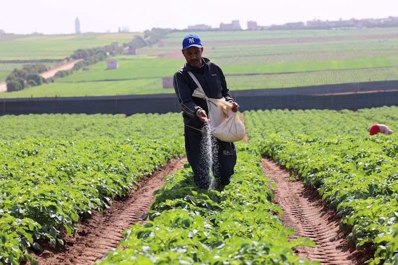 مستشار برلماني يطالب الحكومة بفتح باب تصدير إنتاج الزراعات الربيعية