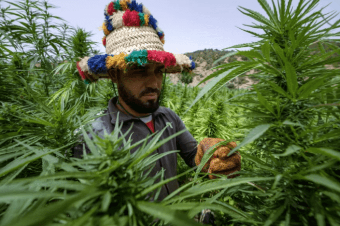 مزارعو القنب الهندي في المغرب يخرجون من « الظل إلى النور »