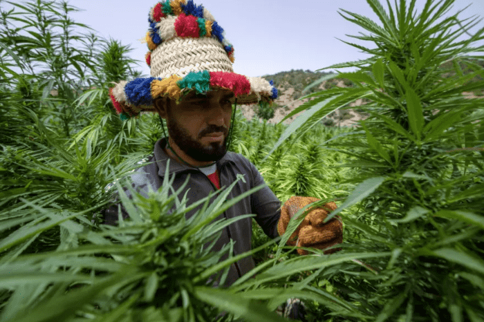 مزارعو القنب الهندي في المغرب يخرجون من "الظل إلى النور"