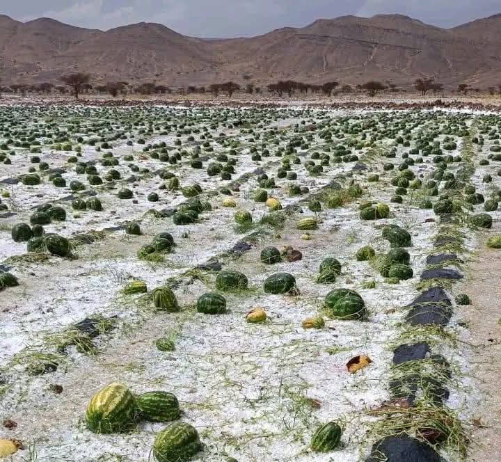 عاصفة رعدية وسيول تجتاح زاكورة وتخلف خسائر هامة في ضيعات "الدلاح"