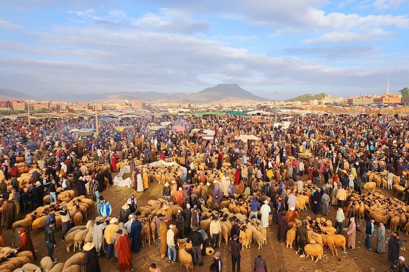 السلطات تستمر في منع بيع الأغنام تنفيذاً لقرار إلغاء عيد الأضحى