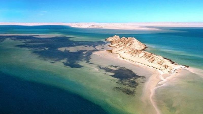 استبعاد نفوق أسماك البوري بخليج وادي الذهب بسبب تلوث الوسط البحري (وزيرة)