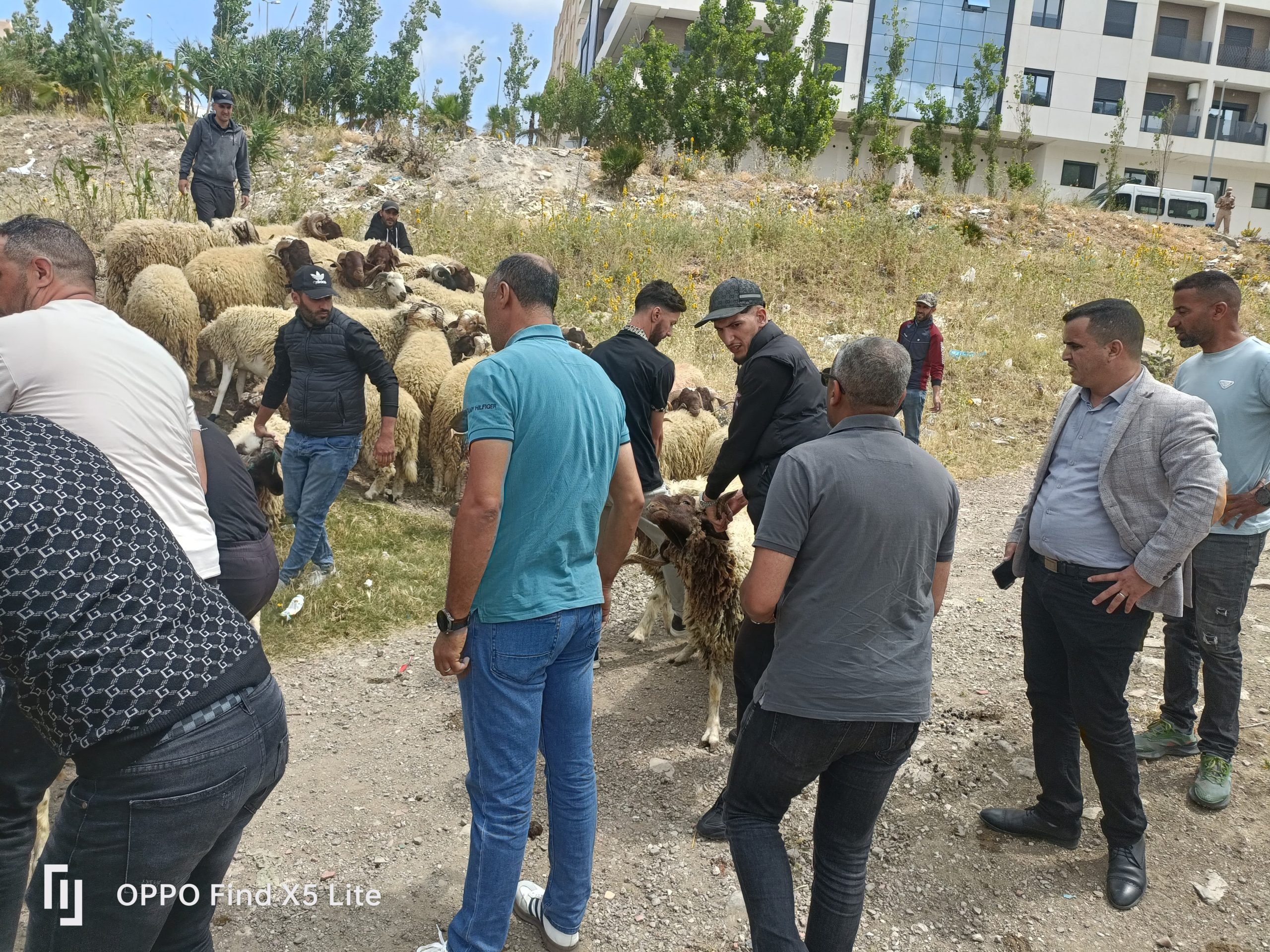 سلطات طنجة تحجز أكباش العيد وتهدم زريبة بحي "السانية" (صور)