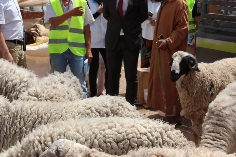 حموني يسائل وزير الفلاحة حول عدالة الدعم الموجه لمربي الماشية