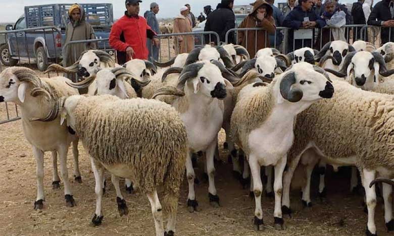 تعافٍ بطيء وتدريجي لكن واعد لقطاع تربية المواشي بعد سنوات الجفاف وفقا لمسؤول بوزارة الفلاحة
