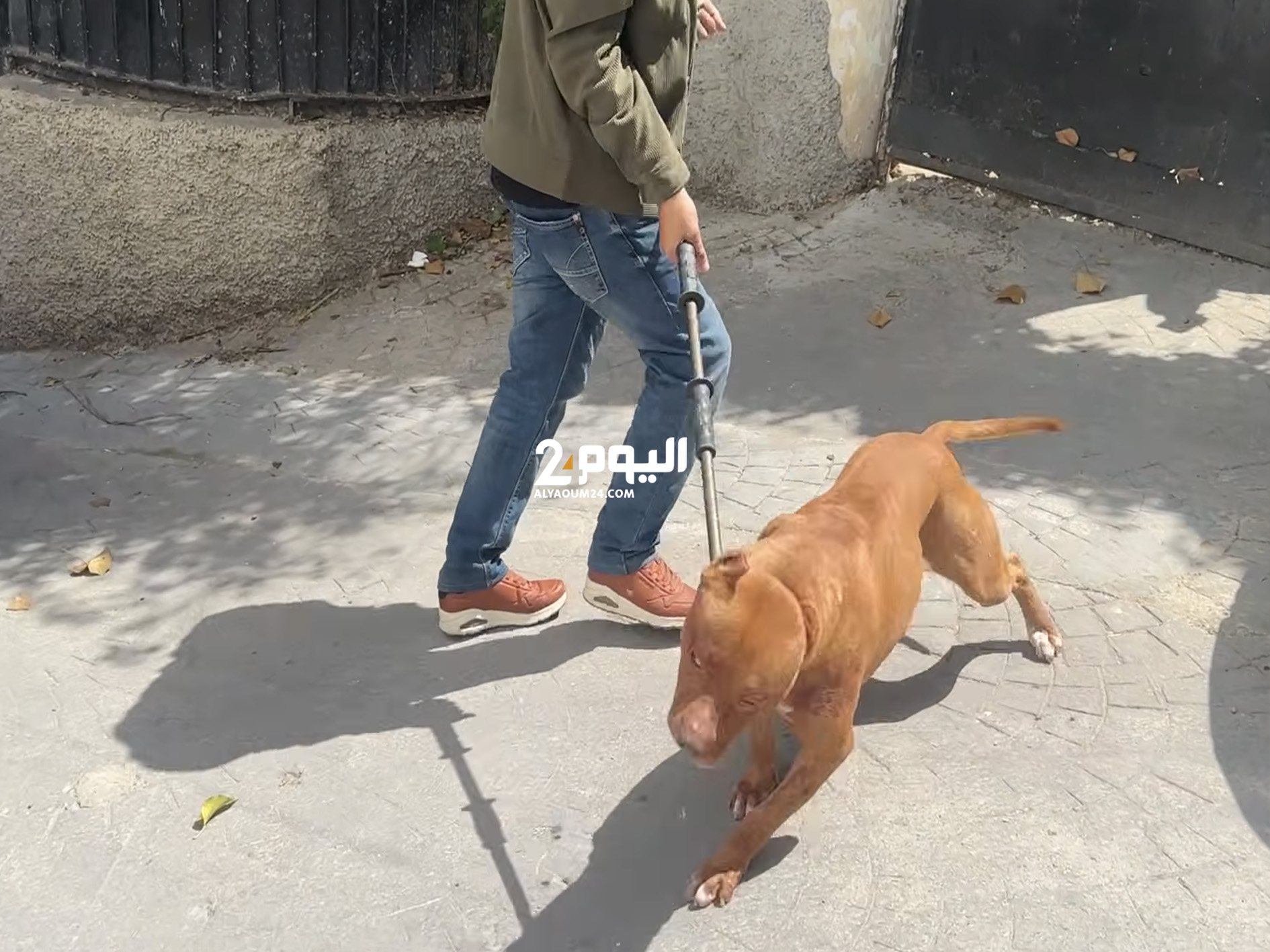 ثلاثة كلاب شرسة تنهش صاحبها حتى الموت بطنجة