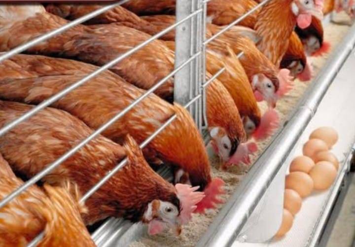 انخفاض أسعار الدواجن والبيض في مصر يثير جدلا بشأن "نظام الطيبات"