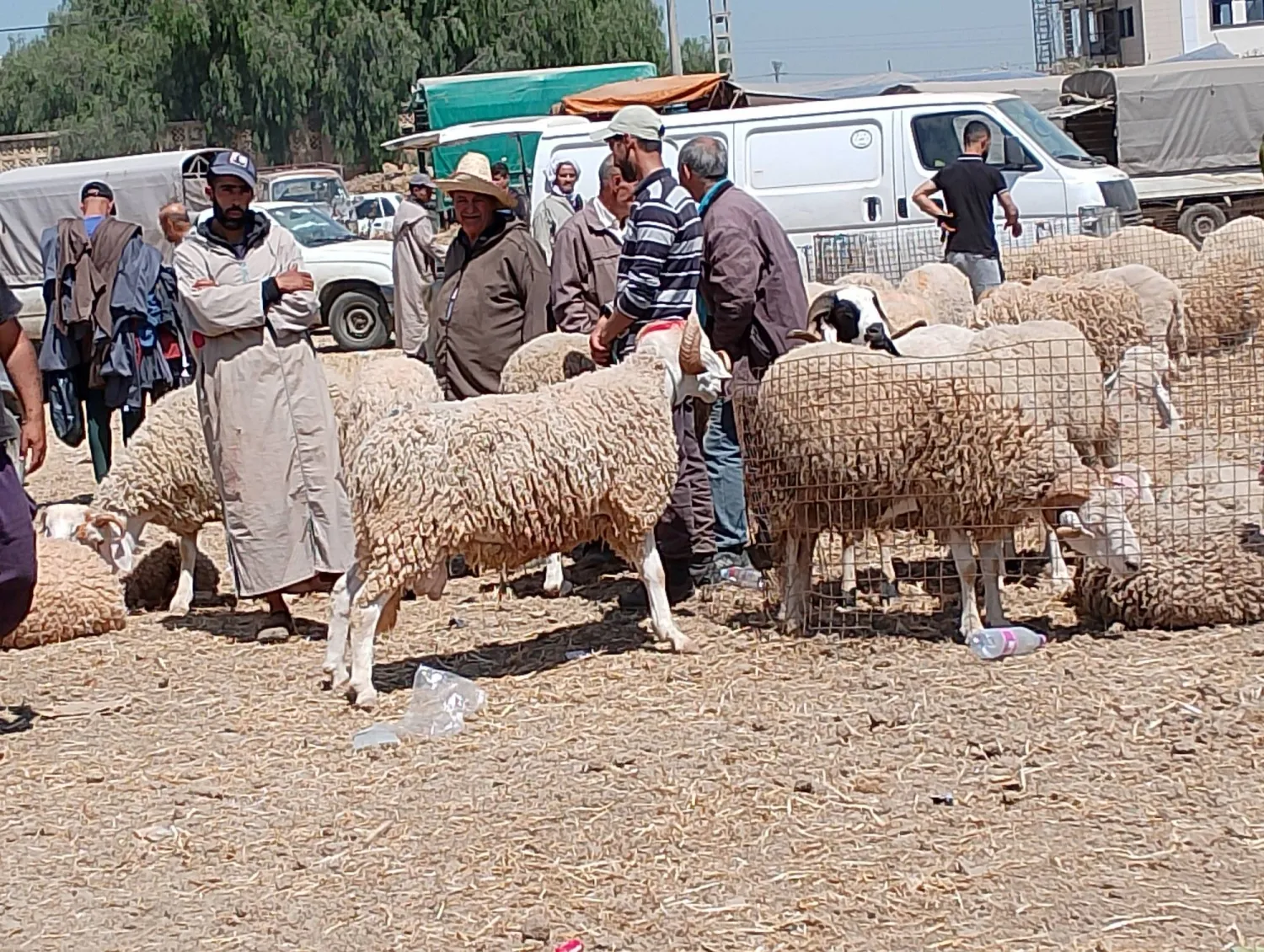 السلطات تشدد التنسيق والتتبع اليومي لرصد الاختلالات المحتملة في سلاسل توزيع الأغنام داخل الأسواق