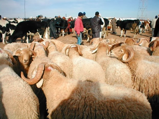 مقترح قانون لوضع سجل وطني للماشية في المغرب