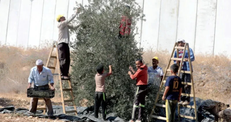 وكالة بيت مال القدس تدعم 2250 فلاحا فلسطينيا في موسم الزيتون