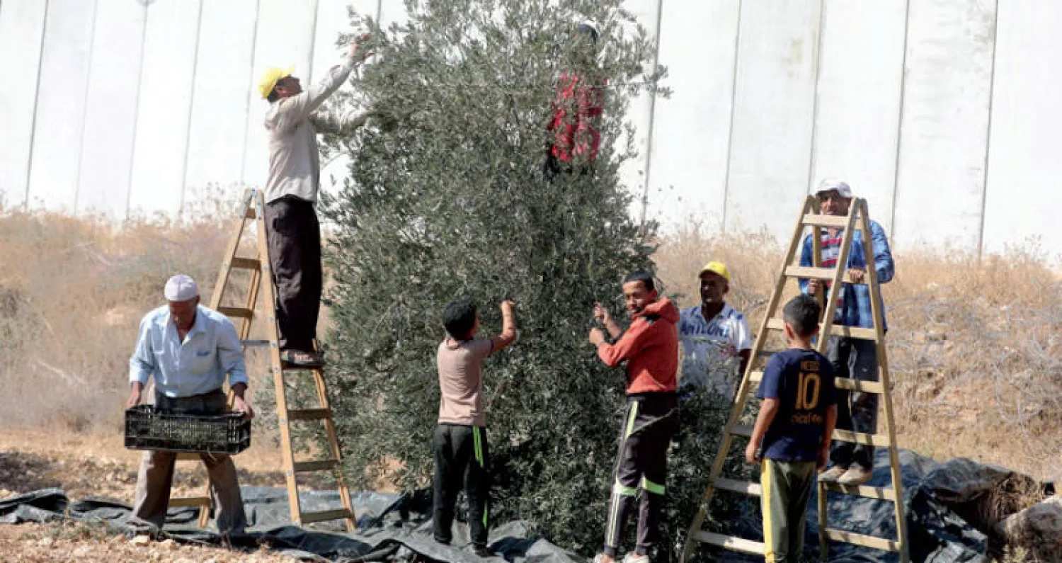 وكالة بيت مال القدس تدعم 2250 فلاحا فلسطينيا في موسم الزيتون